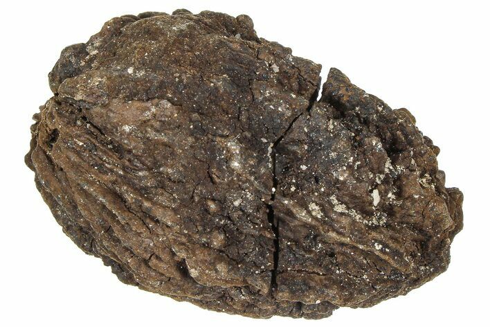 Pliocene Fossil Hickory Tree (Carya) Nut - France #365395
